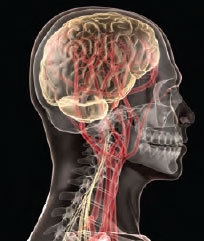 Illustration of head showing brain and skeleton through transparent skin