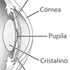 Small sample diagram of the eye (1).