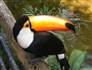 Image: toucan