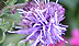 Canada thistle