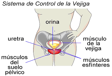 sistema de control de la vejiga - orina - utera - musculos del suelo pelvico - musculo de la vejiga - musculos esfinteres