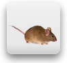 Mouse Cancer Models