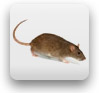 Rat Cancer Models