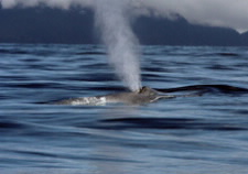 Blue whale spouting. Click for larger image.
