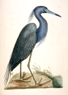 Catesby_naturalhistory1_blueheron_plate76