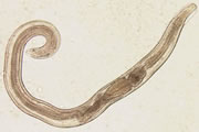 An adult pinworm.