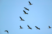 A closeup view of flying geese.