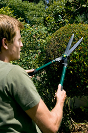 A closeup view of a man cutting a hedge.