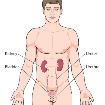 Diagram of urinary system showing kidneys, ureter, bladder and urethra