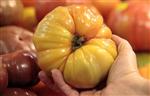 An organically grown Heirloom tomato is seen in the produce section at the Whole Foods grocery story in Ann Arbor, Michigan, March 8, 2012. REUTERS/Rebecca Cook