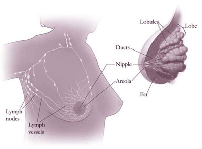 Anatomy of the breast