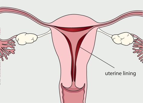 Diagram of the female reproductive system.
