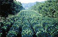 Agroforestry Practices