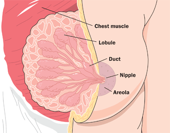 diagram of a breast with details of the chest muscle, lobules, duct, nipple, and areola