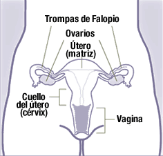 El cuello del útero conecta al útero (o matriz) con la vagina.