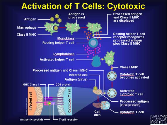 Activation of T Cells: Cytotoxic