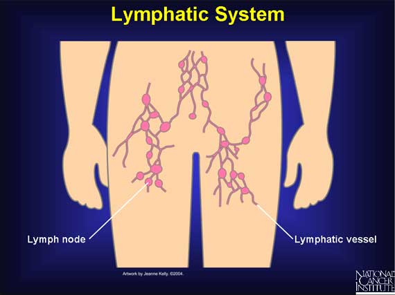 Lymphatic System