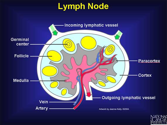 Lymph Node