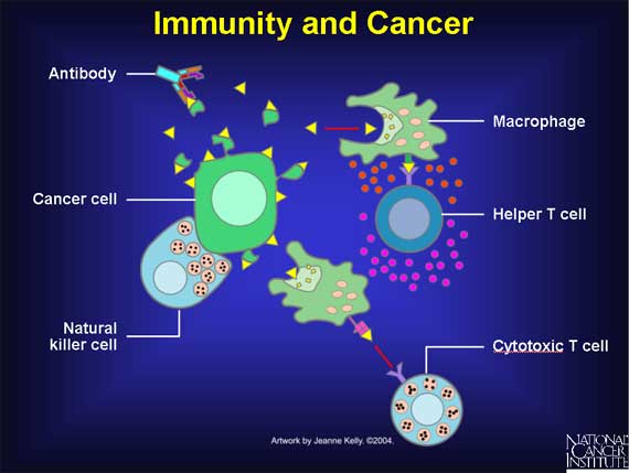 Immunity and Cancer