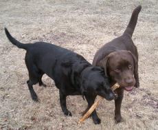 Photograph of two Labrador Retrievers playing with a stick