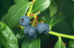 Photo: Blueberries. Link to photo information