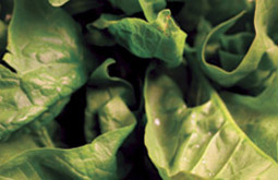 Photo: Close-up of spinach leaves.