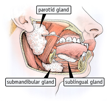 Dry Mouth? Don’t Delay Treatment - Salivary Gland Diagram (JPG)