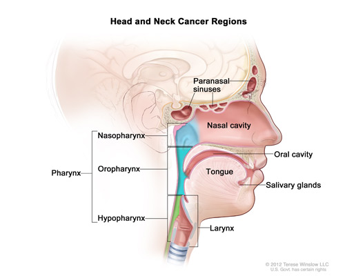 Illustrates location of paranasal sinuses, nasal cavity, oral cavity, tongue, salivary glands, larynx, nasopharynx, oropharynx, and hypopharynx. The nasopharynx, orophaynx, and hypopharynx are parts of the pharynx.