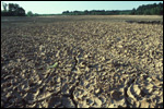 Image of Drought Ravaged Field