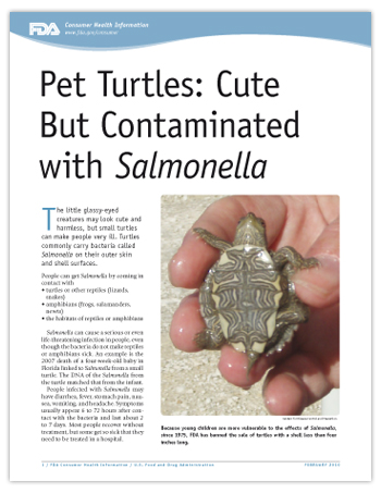 PDF of this article (Pet Turtles: Cute But Contaminated with Salmonella) including photo of a small turtle