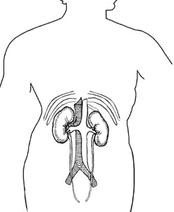 diagrama de los riñones