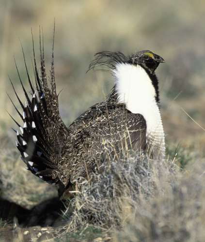 Sage-grouse have declined throughout their entire range, largely due to the loss and fragmentation of sagebrush habitat.