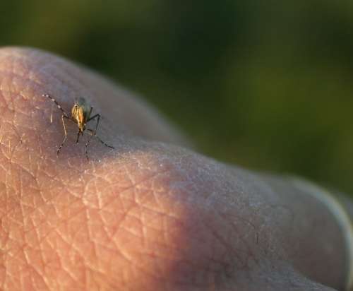 Culex species mosquito biting a human hand.