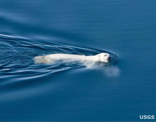 Polar Bears, Long-Distance Swimming, and the Changing Arctic