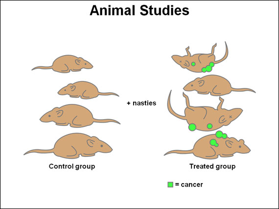 Animal Studies