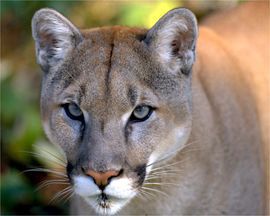 cougar