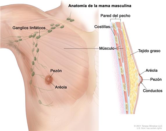 Anatomía de la mama masculina; el dibujo muestra el pezón, la aréola, el tejido graso, los conductos, los ganglios linfáticos cercanos, las costillas y el músculo.