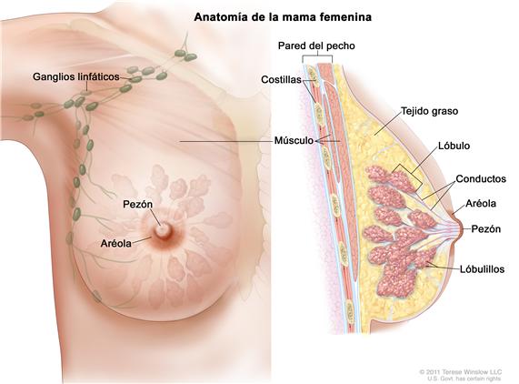 Dibujo de la anatomía de la mama femenina que muestra los ganglios linfáticos, el pezón, la aréola, la pared del pecho, las costillas, el músculo, el tejido graso, el lóbulo y los conductos.