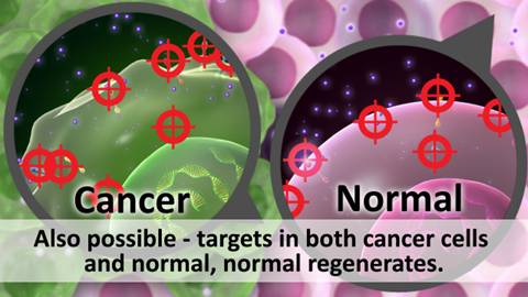 This image shows a layer of normal cells (pink) and a mass of cancer cells (green). There is a close-up view of a cancer cell on the left with six red circles representing targets. There is a close-up view of a normal cell on the right with six red circles indicating the same number of targets in the normal cell. The title reads 'Also possible--targets in both cancer cells and normal, normal regenerates'.