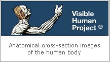 Visible Human Project