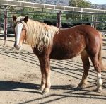 A horse standing in the corrals with a long mane.