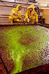 Green dye measures flow velocity