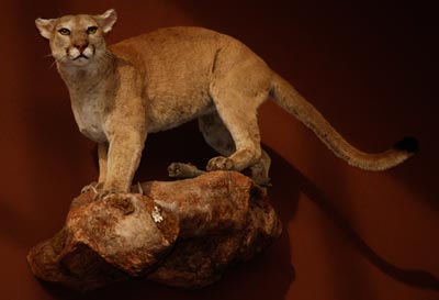 Mountain Lion in the Hall of Warriors