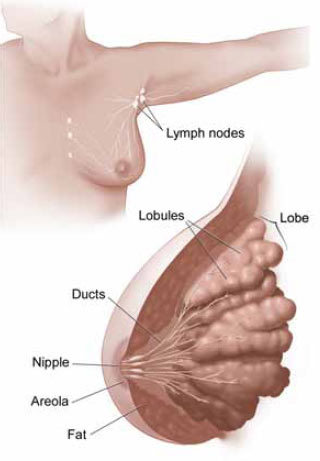 Diagram of the breast