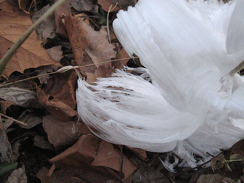 Amongst the falling leaves, you might discover the frost flowers of dittany (Cunila origanoides). Its former light blue flowers have come and gone, its seed cast to the wind, but from the base of their stems you may be lucky enough to see what looks like curling ribbons of ice, one last gem of their blooming glory, a frost flower.  Courtesy of Kathy Phelps.