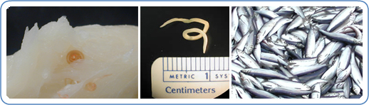 Left: Coiled worms in fresh, never frozen, fillet of cod. Center: L3 larva of an anisakid worm. Right: A group of Herring caught at sea. Ingesting infected fish that are raw or undercooked can lead to Anisakiasis. 