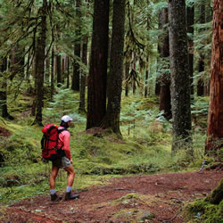 Person hiking in the forest