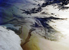 A photograph of oil-covered water