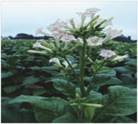 Tobacco plant