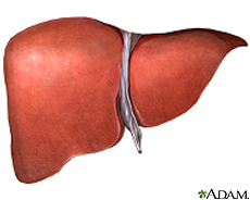 Illustration of the liver